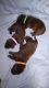 Labrador Retriever Puppies for sale in Falmouth, MI 49632, USA. price: NA