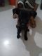 Labrador Retriever Puppies for sale in Batala, Punjab, India. price: 10000 INR