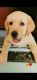 Labrador Retriever Puppies for sale in Somwar Peth, Pune, Maharashtra, India. price: 20000 INR
