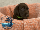 Labrador Retriever Puppies for sale in Comfort, TX 78013, USA. price: $1,200