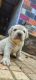 Labrador Retriever Puppies for sale in Moinabad, Telangana, India. price: 15000 INR