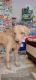 Labrador Retriever Puppies for sale in Nayagaon, Punjab, India. price: 6000 INR
