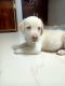 Labrador Retriever Puppies for sale in Vadodara, Gujarat, India. price: 16000 INR