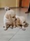 Labrador Retriever Puppies for sale in Budha Vihar Colony, Ashok Kunj, Harmu Housing Colony, Delatoli, Ranchi, Jharkhand 834002, India. price: 10000 INR