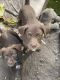 Labrador Retriever Puppies for sale in Blaine, MN, USA. price: $500