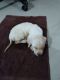 Labrador Retriever Puppies for sale in Miyapur, Telangana, India. price: 10 INR