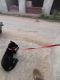Labrador Retriever Puppies for sale in Rengali, Odisha 768212, India. price: 7000 INR