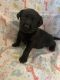 Labrador Retriever Puppies for sale in Covington, LA, USA. price: NA