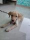 Labrador Retriever Puppies for sale in Benar Rd, Shankar Vihar Extension, Jamna Puri, Jaipur, Rajasthan, India. price: 8000 INR