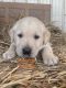Labrador Retriever Puppies for sale in Valley Falls, KS 66088, USA. price: $750