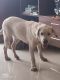 Labrador Retriever Puppies for sale in Caranzalem, Taleigao, Goa, India. price: 12000 INR