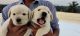 Labrador Retriever Puppies for sale in Dharwad, Karnataka, India. price: 16000 INR