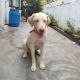 Labrador Retriever Puppies for sale in Sarpavaram, Kakinada, Andhra Pradesh, India. price: 15000 INR
