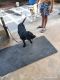 Labrador Retriever Puppies for sale in KGF Club Road, Band Line Colony, Nethaji Nagar, Robertsonpet, कर्नाटक 563120, India. price: 20000 INR