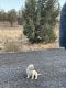 Labrador Retriever Puppies for sale in Colorado Springs, CO 80924, USA. price: $1,900