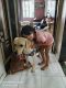 Labrador Retriever Puppies for sale in Adajan, Surat, Gujarat, India. price: 10000 INR