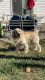 Labrador Retriever Puppies for sale in Massena, IA 50853, USA. price: NA