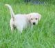 Labrador Retriever Puppies for sale in Fort Meade, FL, USA. price: $1,200