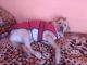 Labrador Retriever Puppies for sale in Katwaria Sarai, New Delhi, Delhi 110016, India. price: 1 INR