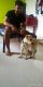 Labrador Retriever Puppies for sale in Rajgurunagar, Maharashtra 410505, India. price: 6 INR