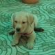 Labrador Retriever Puppies for sale in Sector 68, Sahibzada Ajit Singh Nagar, Punjab 160062, India. price: 17000 INR
