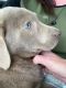 Labrador Retriever Puppies for sale in Levittown, PA, USA. price: NA