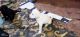 Labrador Retriever Puppies for sale in New Azimabad Rd, Sandalpur, Patna, Bihar 800004, India. price: 10000 INR