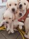 Labrador Retriever Puppies for sale in Singh More, Ranchi, Jharkhand 834003, India. price: 13000 INR