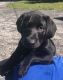 Labrador Retriever Puppies for sale in Versailles, KY 40383, USA. price: NA