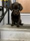 Labrador Retriever Puppies for sale in Jefferson, WI 53549, USA. price: $1,000