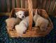 Labrador Retriever Puppies for sale in Reyno, AR, USA. price: $600