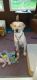 Labrador Retriever Puppies for sale in Fulton, NY 13069, USA. price: $500