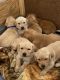 Labrador Retriever Puppies for sale in Lander, WY 82520, USA. price: $500