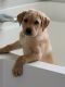 Labrador Retriever Puppies for sale in Douglasville, GA 30134, USA. price: NA