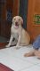Labrador Retriever Puppies for sale in Chhani Jakatnaka, Vadodara, Gujarat, India. price: 16000 INR