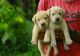 Labrador Retriever Puppies for sale in Thrissur, Kerala, India. price: NA