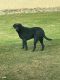 Labrador Retriever Puppies for sale in Tulare, CA 93274, USA. price: NA