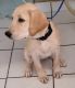 Labrador Retriever Puppies for sale in North Las Vegas, NV, USA. price: $850