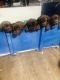 Labrador Retriever Puppies for sale in Virginia Beach, VA, USA. price: $1,800