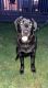 Labrador Retriever Puppies for sale in 25545 Joanne Smith Dr, Warren, MI 48091, USA. price: $500