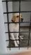 Labrador Retriever Puppies for sale in Eroor, Kochi, Kerala, India. price: 8000 INR