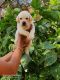 Labrador Retriever Puppies for sale in Aurangabad, Maharashtra, India. price: 12000 INR
