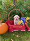Labrador Retriever Puppies for sale in Mount Joy, PA 17552, USA. price: $1,000