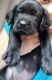 Labrador Retriever Puppies for sale in 17, Debendra Lal Khan Rd, Bhowanipore, Kolkata, West Bengal 700027, India. price: 12000 INR