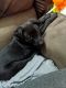 Labrador Retriever Puppies for sale in Sebring, OH, USA. price: NA