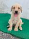 Labrador Retriever Puppies for sale in Surat, Gujarat, India. price: NA