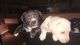 Labrador Retriever Puppies for sale in Wilmington, DE, USA. price: NA