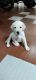 Labrador Retriever Puppies for sale in Dollars Colony, R.M.V. 2nd Stage, Bengaluru, Karnataka 560094, India. price: 9000 INR