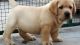 Labrador Retriever Puppies for sale in Indore, Madhya Pradesh, India. price: 9999 INR
