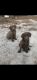 Labrador Retriever Puppies for sale in Fontana, CA, USA. price: NA